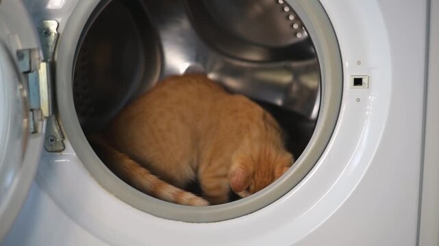 A cat enters and investigates a washing machine drum at home. The playful feline appears curious and engaged while moving around inside the appliance