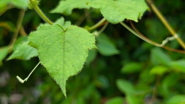 Close-up of green Passiflora foetida leaf on a creeping vine in nature