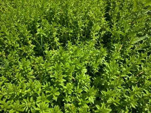 Limnophila geoffrayi growing in a vegetable field.