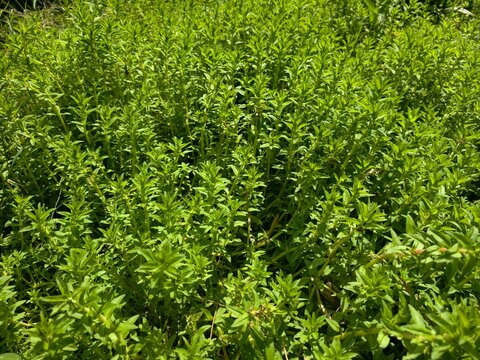 Limnophila geoffrayi growing in a vegetable field.