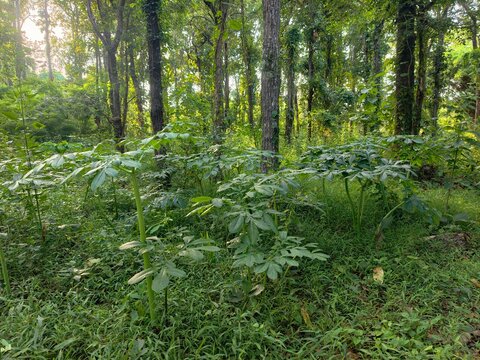 Amorphophallus paeoniifolius It is a plant found in the forest.
