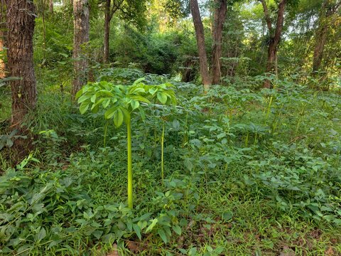 Amorphophallus paeoniifolius It is a plant found in the forest.