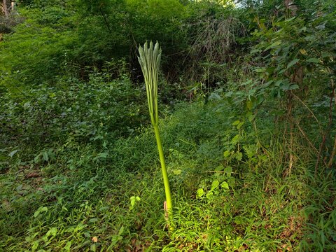 Amorphophallus paeoniifolius It is a plant found in the forest.