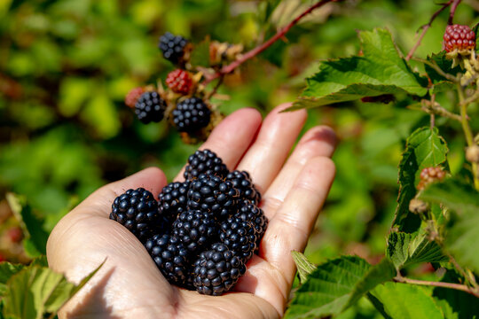 Self picking the wild blackberry in the forest, A man holding ripe blackberries in hand, Health benefits of berries, Rubus is a large and diverse genus of flowering plants in the rose family Rosaceae.