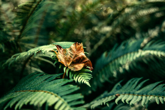 leaf in the forest