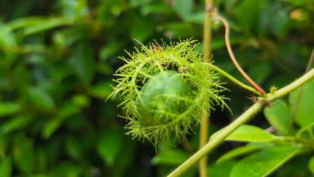 Close up of green Passiflora foetida fruit with hairy bracts.