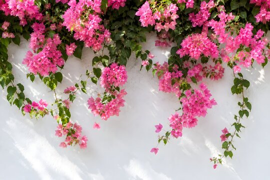 Vibrant Pink Bougainvillea on White Wall