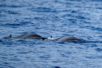 Fototapeta premium Rough-toothed dolphins (Steno bredanensis) swimming at Saint Helena, in the South Atlantic Ocean