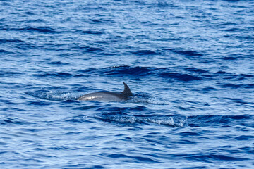 Fototapeta premium Rough-toothed dolphin (Steno bredanensis) swimming at Saint Helena, in the South Atlantic Ocean