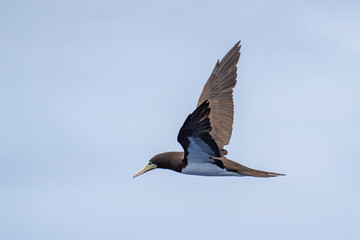 Fototapeta premium Brown booby (Sula leucogaster) in flight at Saint Helena, in the South Atlantic Ocean