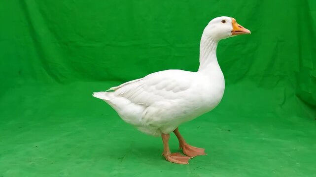 A domestic white goose walking slowly across a solid bright green screen background for chroma key video compositing