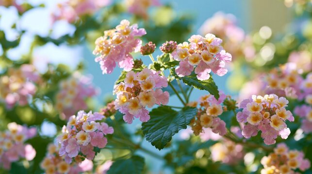 Beautiful blooming lantana camara flowers with pink and yellow petals in a sunny garden