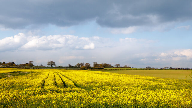 Yellow Rapeseed fields in the English countryside