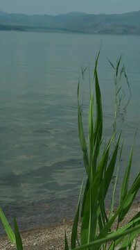 Reeds swaying in the wind by calm sea shore, 4K summer coastal nature footage.