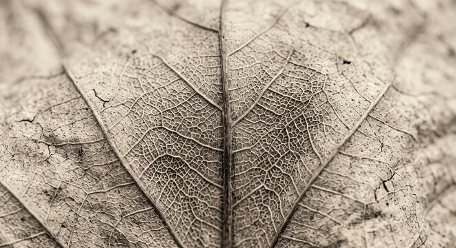 Vintage sepia botanical background featuring detailed skeleton leaf structure
디테일한 잎맥 골격 구조가 돋보이는 빈티지 세피아 식물 배경