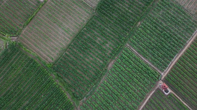 Top down aerial view of tobacco green plants agricultural farmlands and crop rows with dirt paths
