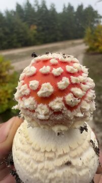 A small, young red fly agaric in a hand. . High quality 4k footage