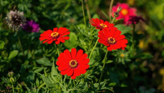 Bright Red Flowers Blooming in a Garden with Green Foliage