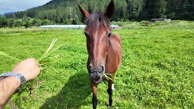 cavallo 