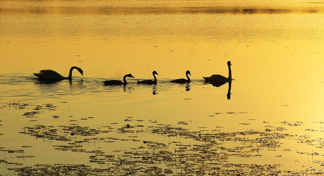Swan family flow and swim on the lake in beautiful golden sunset, happy swan family, waterbirds background