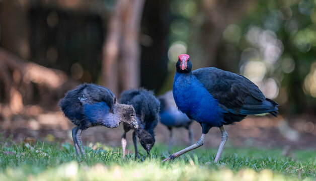 Neuseeland-Purpurhuhn (Porphyrio melanotus), Pukeko, mit Jungv&ouml;geln auf Nahrungssuche im Gras in den Government Gardens in Rotorua, Region Bay of Plenty, Neuseeland
