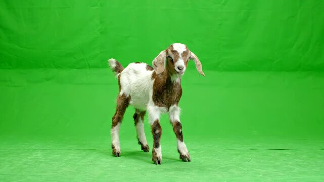 Adorable baby goat jumping and frolicking in front of a bright green screen background for easy chroma keying and compositing