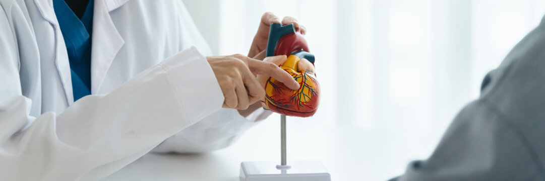 cardiologist shows a heart model to a patient discussing heart disease in hospital