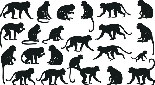 Monkey silhouette collection with various macaque and primate poses, jungle wild animal icons, exotic nature wildlife elements set, isolated monkey figures.