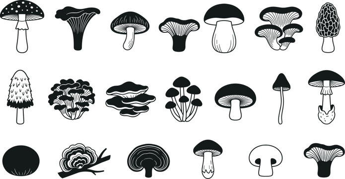 Mushroom silhouettes and line art icons, various fungi species including morel and chanterelle, forest botanical elements for nature design.