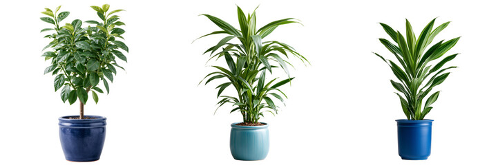 Fototapeta premium Set of Modern indoor decorative plant with rich green leaves in a minimalist beige planter on transparent png background. Ai generated