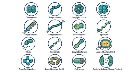 Fototapeta premium Comprehensive vector illustration of various bacterial forms, types, and cell division processes.