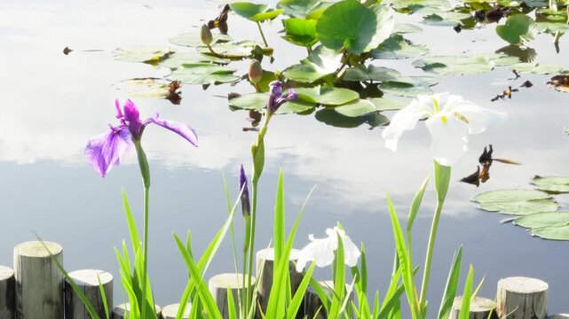 水面に映る空と睡蓮の葉を背景に咲く美しい花菖蒲の風景
