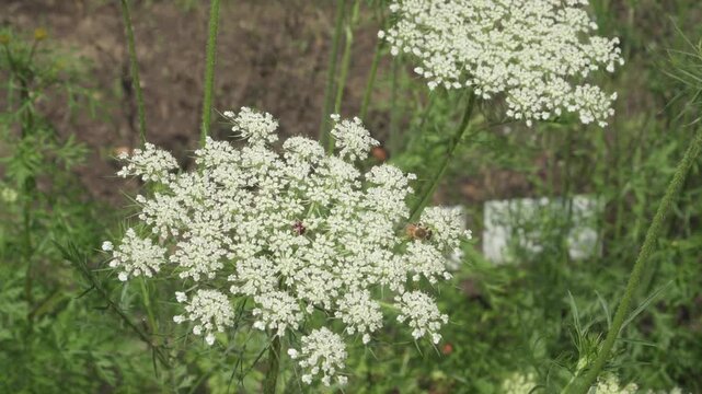 Close-up view of wild carrot (Daucus carota) flower umbels with a bee collecting nectar in daytime light against soft foliage. Useful for botanical, environmental, and insect pollination content.