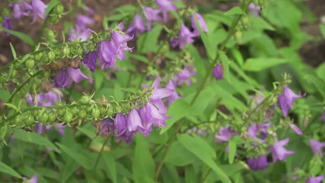 Close-up view of purple bell-shaped blossoms and buds of rapunzel bellflower (Campanula rapunculoides) surrounded by green foliage. Useful for botanical studies or nature documentaries, and elsewhere.