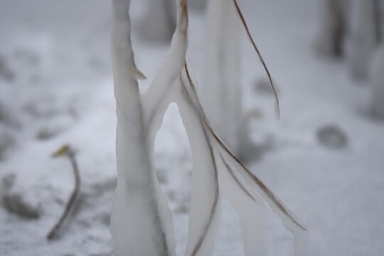 Icicles on the water plants on snowy winter day, close-up