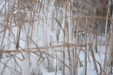 Obraz premium Icicles on the water plants on snowy winter day, close-up