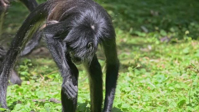 Mexican spider monkey (Ateles geoffroyi vellerosus) searching for food in vegetation