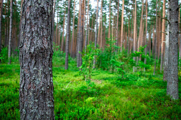 Obraz premium Pine tree in Lithuania