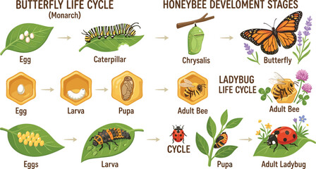 Insect life cycles infographic vector illustration chart featuring butterfly honeybee and ladybug metamorphosis stages for elementary school biology science classroom education © AntarChandra