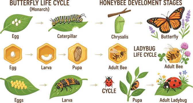 Insect life cycles infographic vector illustration chart featuring butterfly honeybee and ladybug metamorphosis stages for elementary school biology science classroom education