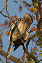 Southern Yellow-billed Hornbill (Tockus leucomelas) preening. Taken in Kruger National Park, South Africa. © Jenny Grewal