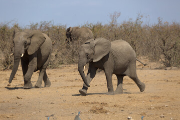 African Elephants (Loxodonta africana) walking to a waterhole. Taken in Kruger National Park, South Africa. © Jenny Grewal