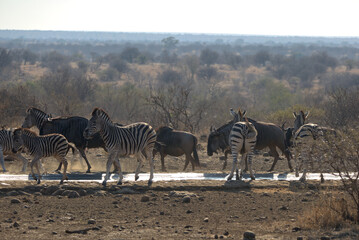 Obraz premium Plains (Burchell's) Zebras (Equus quagga) at a waterhole. Taken in Kruger National Park, South Africa.