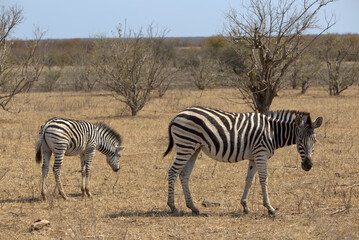 Obraz premium Plains (Burchell's) Zebras (Equus quagga). Taken in Kruger National Park, South Africa.