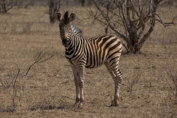 Obraz premium Young Plains (Burchell's) Zebra (Equus quagga). Taken in Kruger National Park, South Africa.