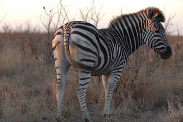 Obraz premium Plains (Burchell's) Zebra (Equus quagga). Taken in Kruger National Park, South Africa.