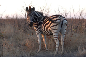 Obraz premium Plains (Burchell's) Zebra (Equus quagga). Taken in Kruger National Park, South Africa.