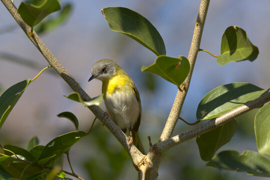 Yellow-breasted Apalis (Apalis flavida) perched in a tree. Taken in Kruger National Park, South Africa.