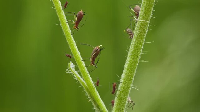 aphids hanging on a plant stem sucking