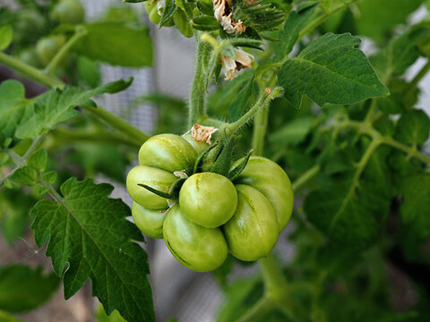 A travel tomato fruit that is still green as it grows in a tomato greenhouse